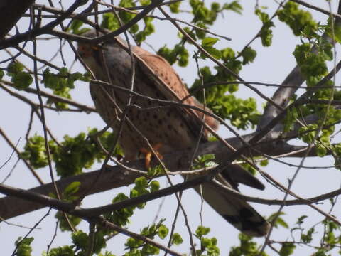 Image of Falco tinnunculus tinnunculus Linnaeus 1758