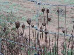 Imagem de Lavandula pedunculata subsp. sampaiana (Rozeira) Franco