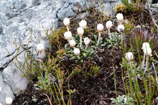 Image de Helichrysum pumilum var. spathulatum A. M. Buchanan