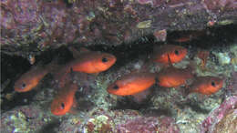 Image of Blacktip Cardinalfish