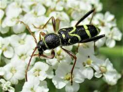 Image of Clytus rhamni Germar 1817