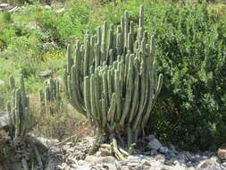 Image of Bolivian Torch Cactus