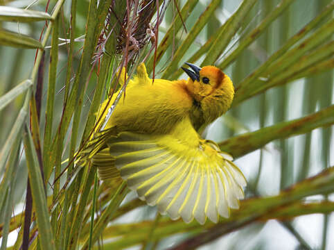 Image of Taveta Golden Weaver