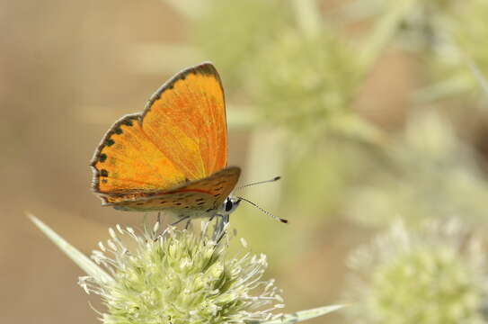 Image of <i>Lycaena ophion</i>