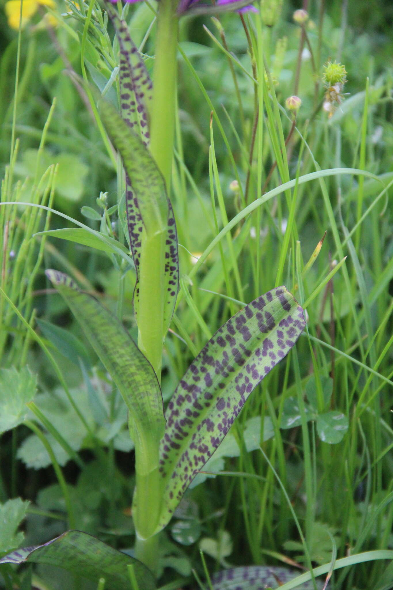 Dactylorhiza urvilleana (Steud.) H. Baumann & Künkele resmi