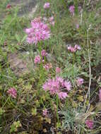 Image of Allium saxatile M. Bieb.