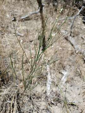 Image of lesser rushy milkvetch