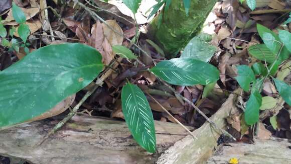 Image de Goeppertia elliptica (Roscoe) Borchs. & S. Suárez