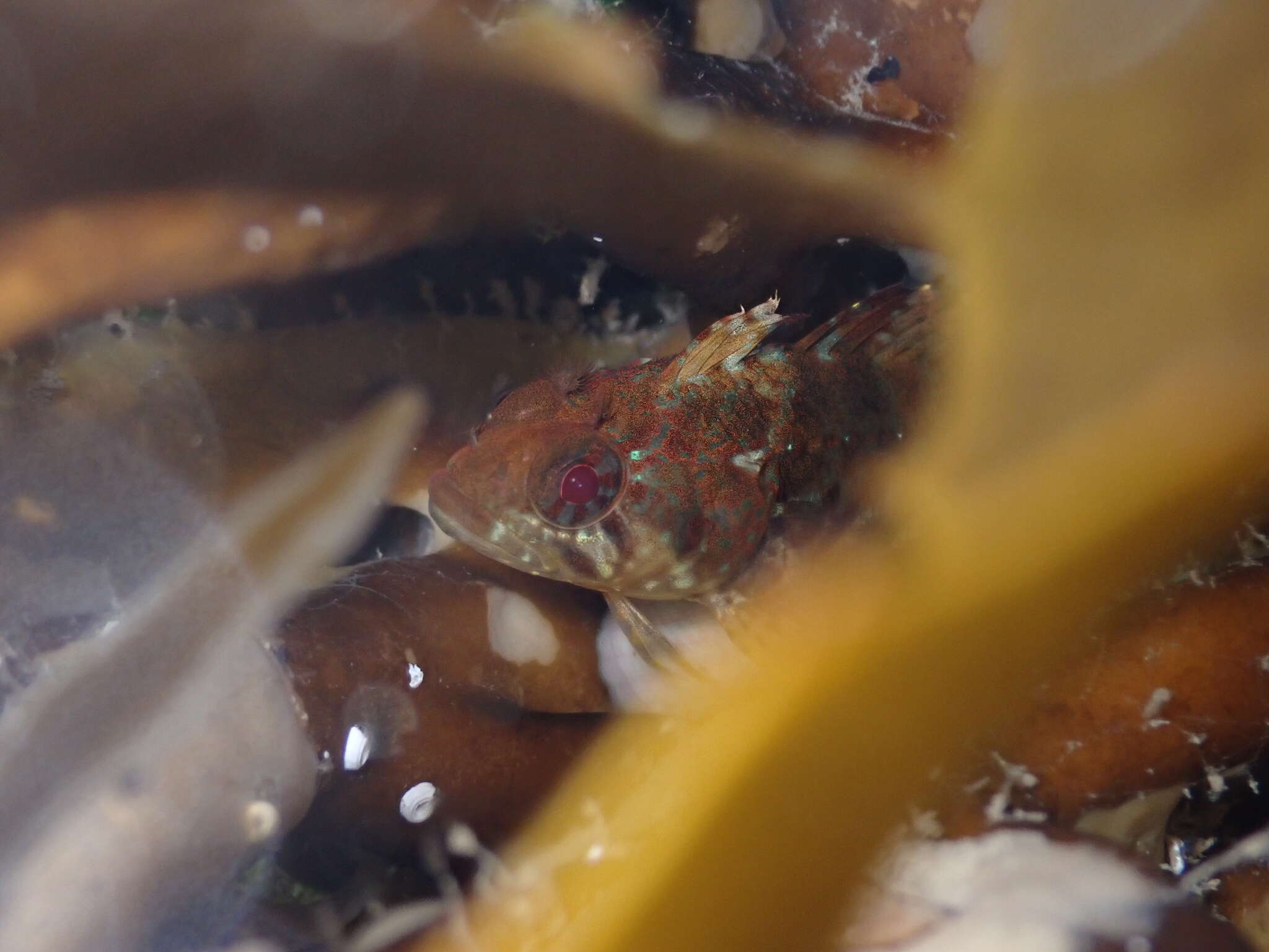 Gilloblennius abditus Hardy 1986 resmi