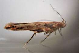 Image of cosmet moth