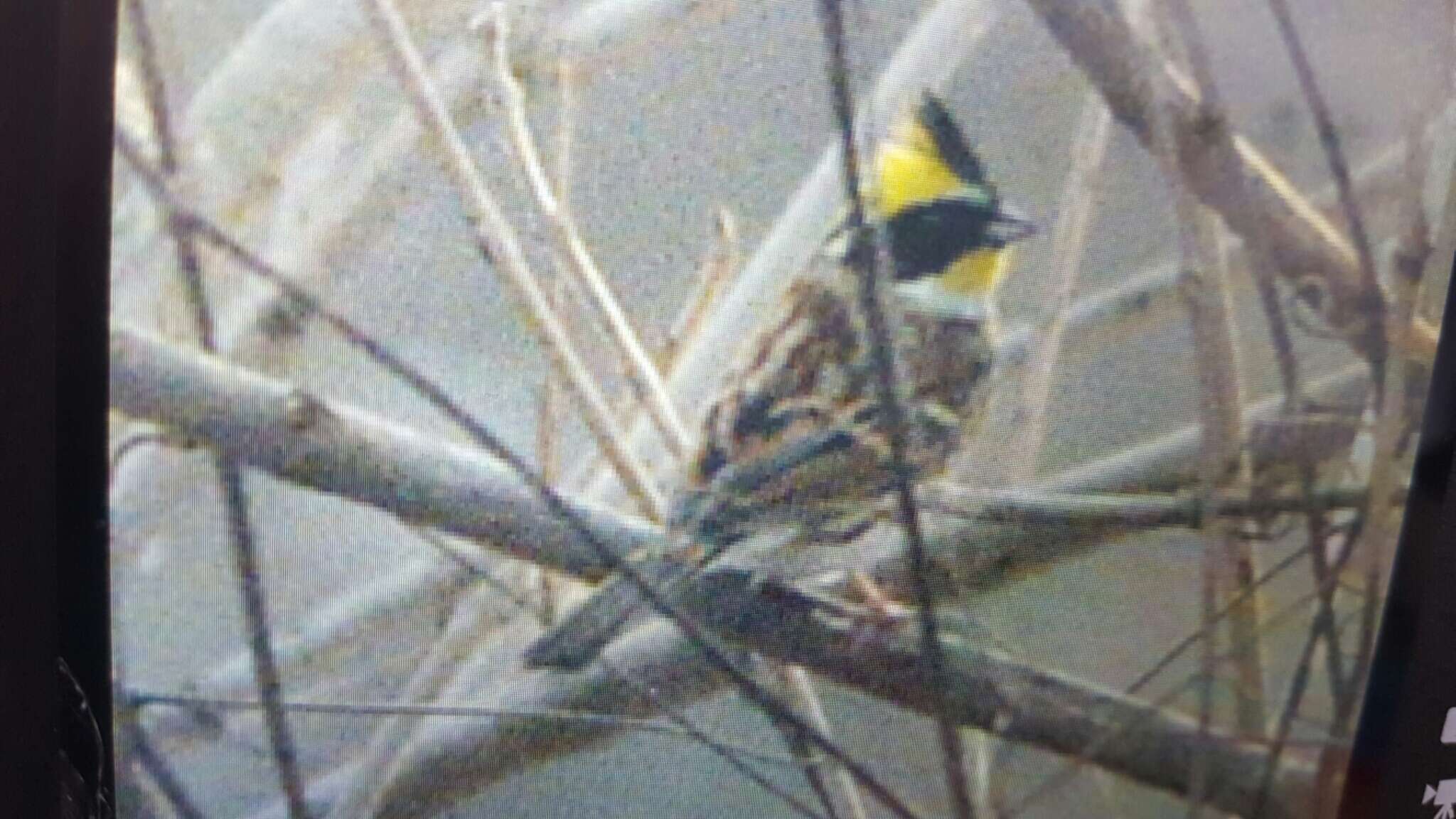 Image of Yellow-throated Bunting
