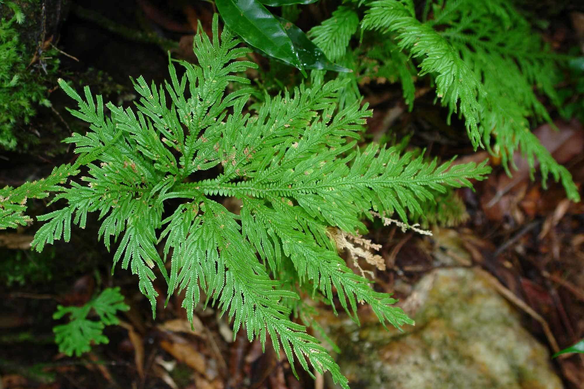 Image of Selaginella hordeiformis Bak.