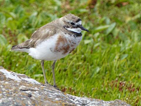 Image of Charadrius bicinctus exilis Falla 1978