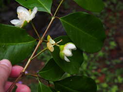 Image of wild guava