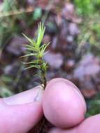 Image of Bonjean's dicranum moss