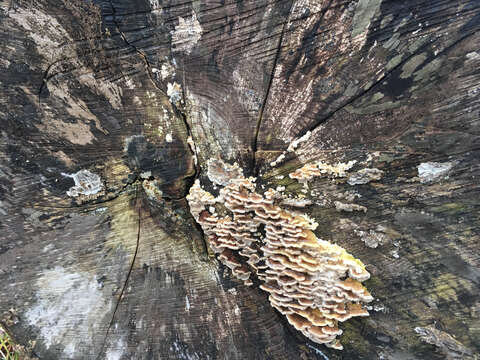 Image of Trametes ochracea (Pers.) Gilb. & Ryvarden 1987