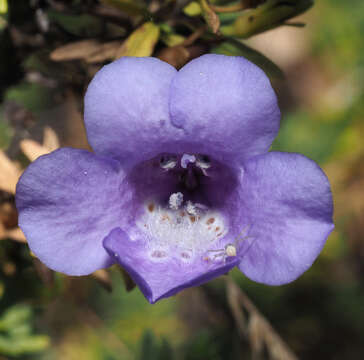 Imagem de Leucophyllum pringlei (Greenm.) Standley