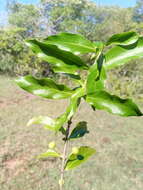 Image of Empogona ovalifolia (Hiern) Tosh & Robbr.