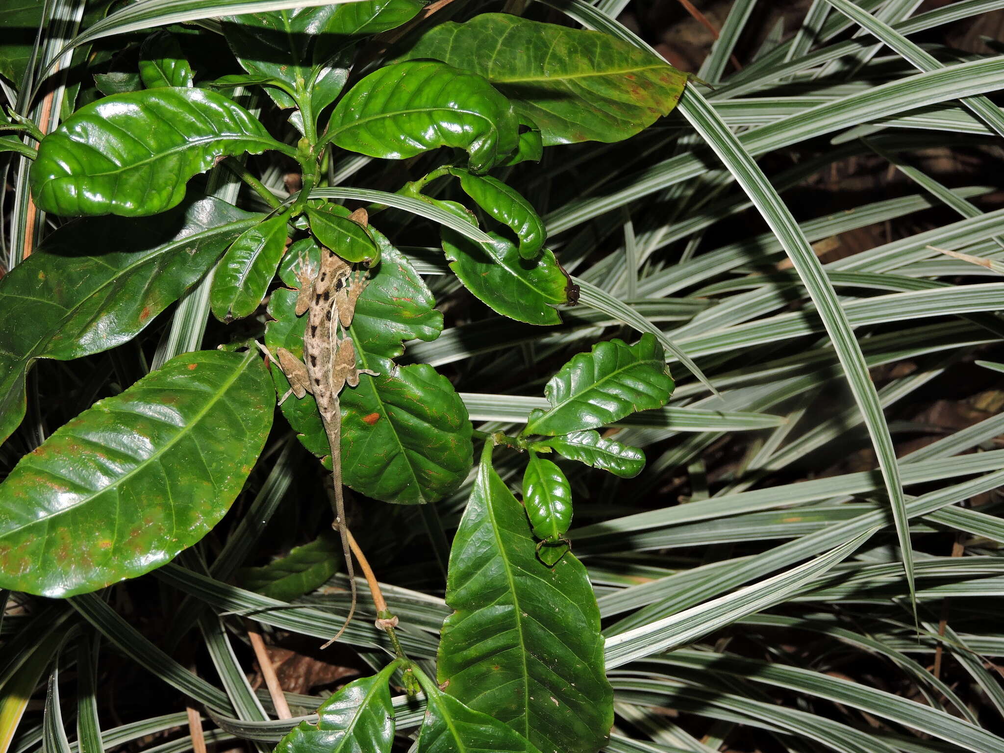 Sivun Anolis polylepis Peters 1874 kuva