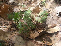 Image of Lachemilla procumbens (Rose) Rydb.