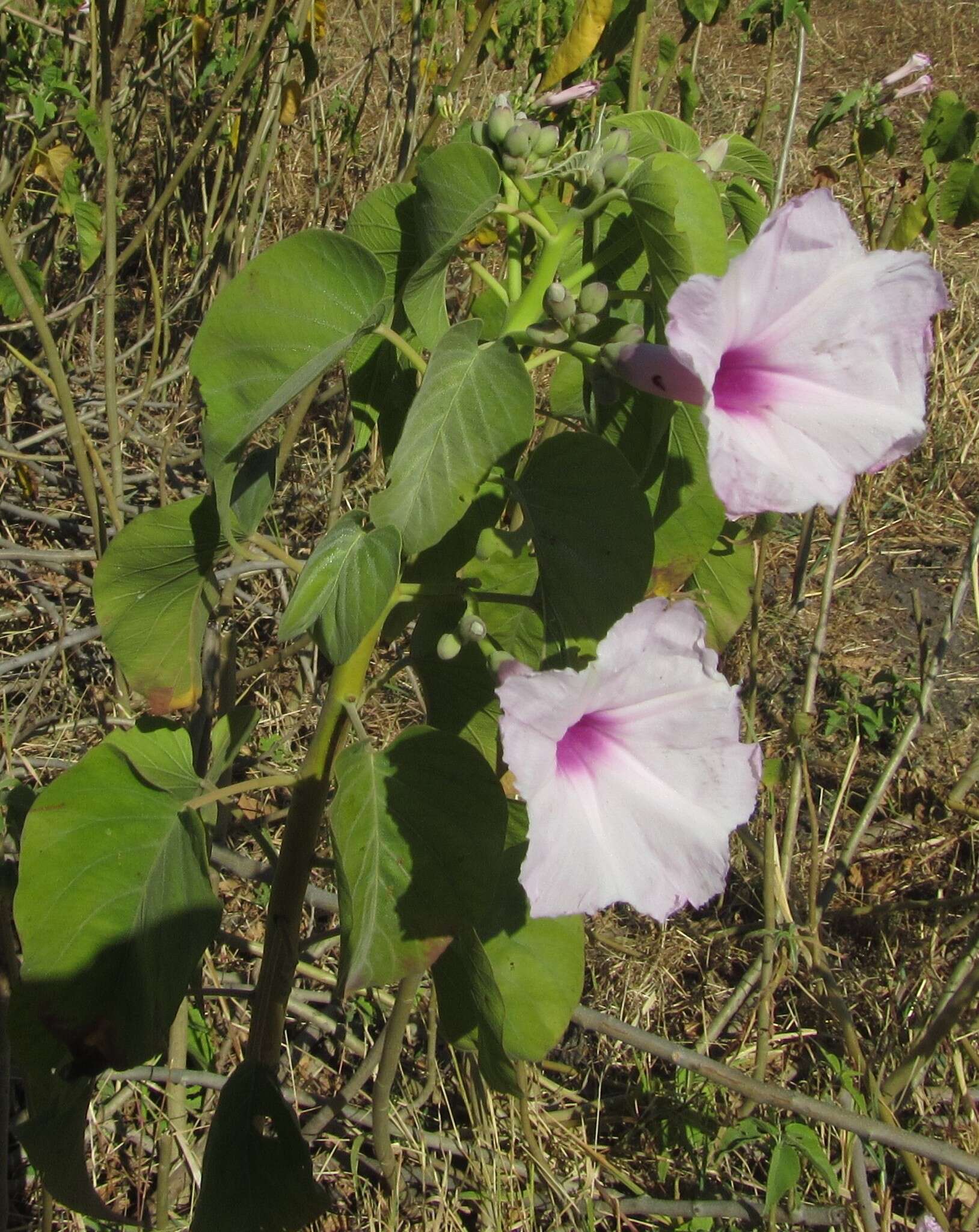 Слика од Ipomoea carnea subsp. fistulosa (Mart. ex Choisy) D. F. Austin