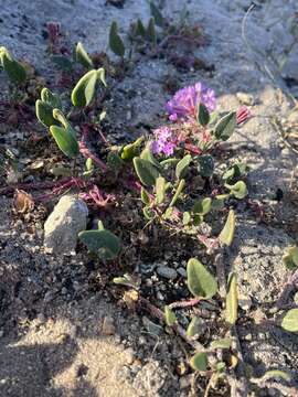 Image of pink sand verbena