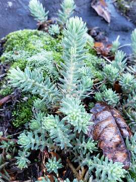 Image of Petrosedum Grulich