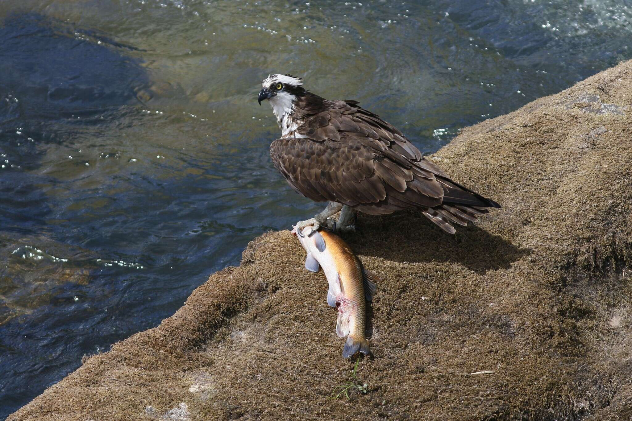 Image of Largescale Sucker