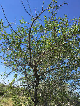 Image of saffron plum