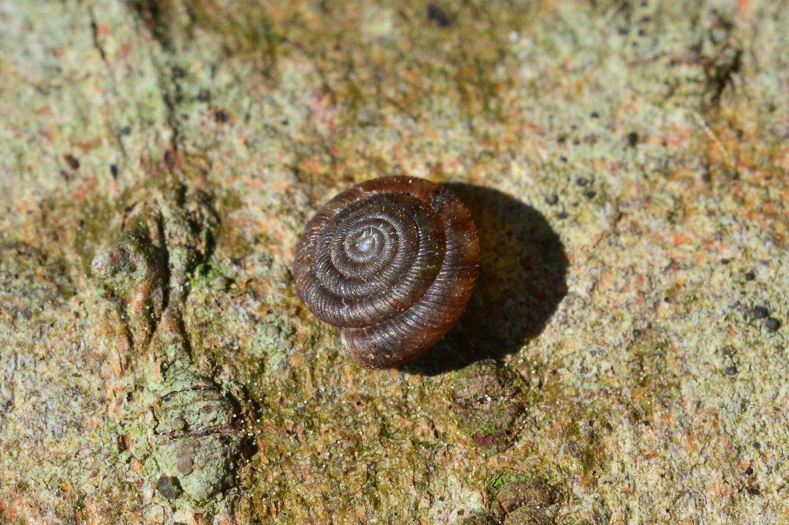 Image of disk snail