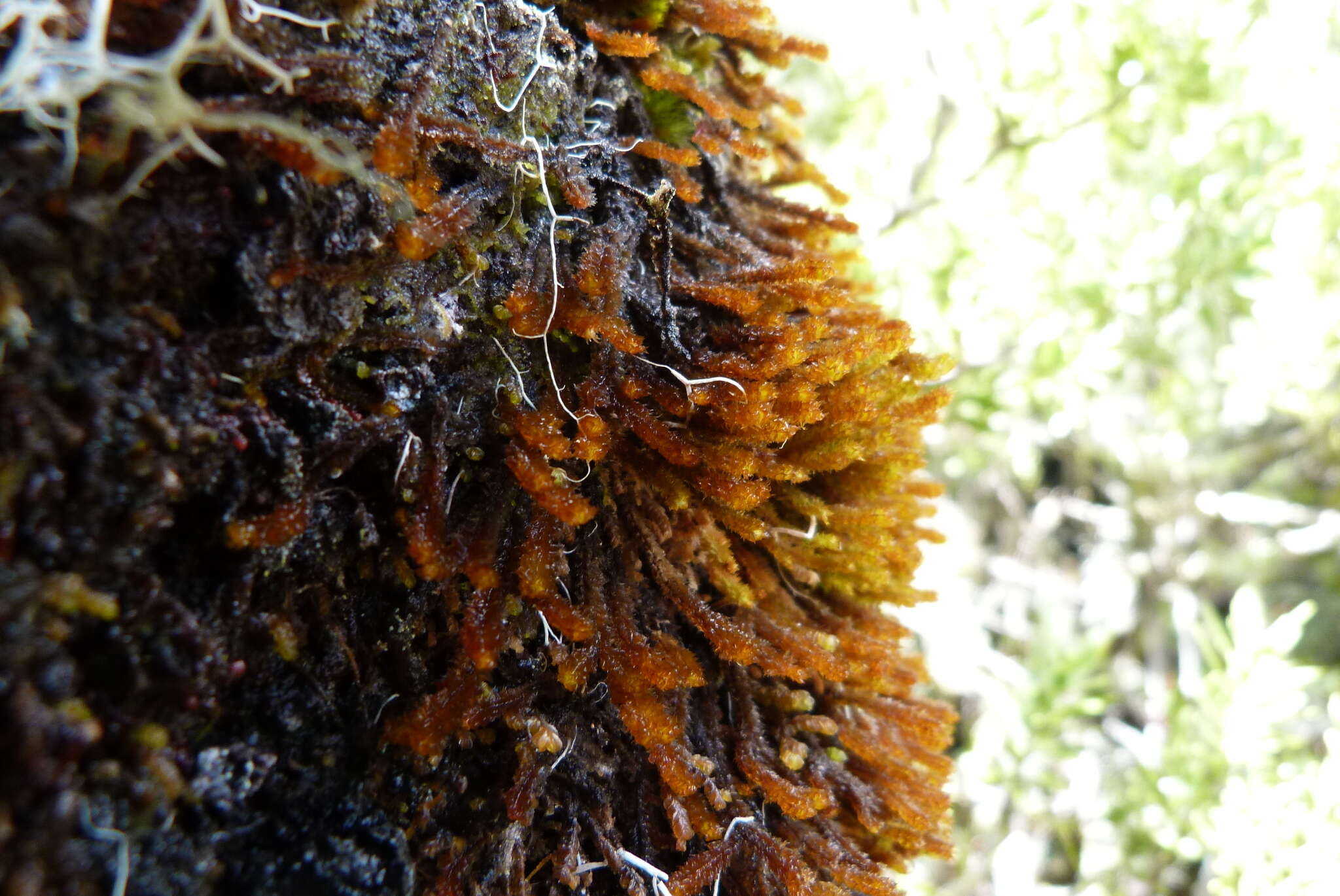 Image of Chandonanthus squarrosus (Menzies) Mitt.