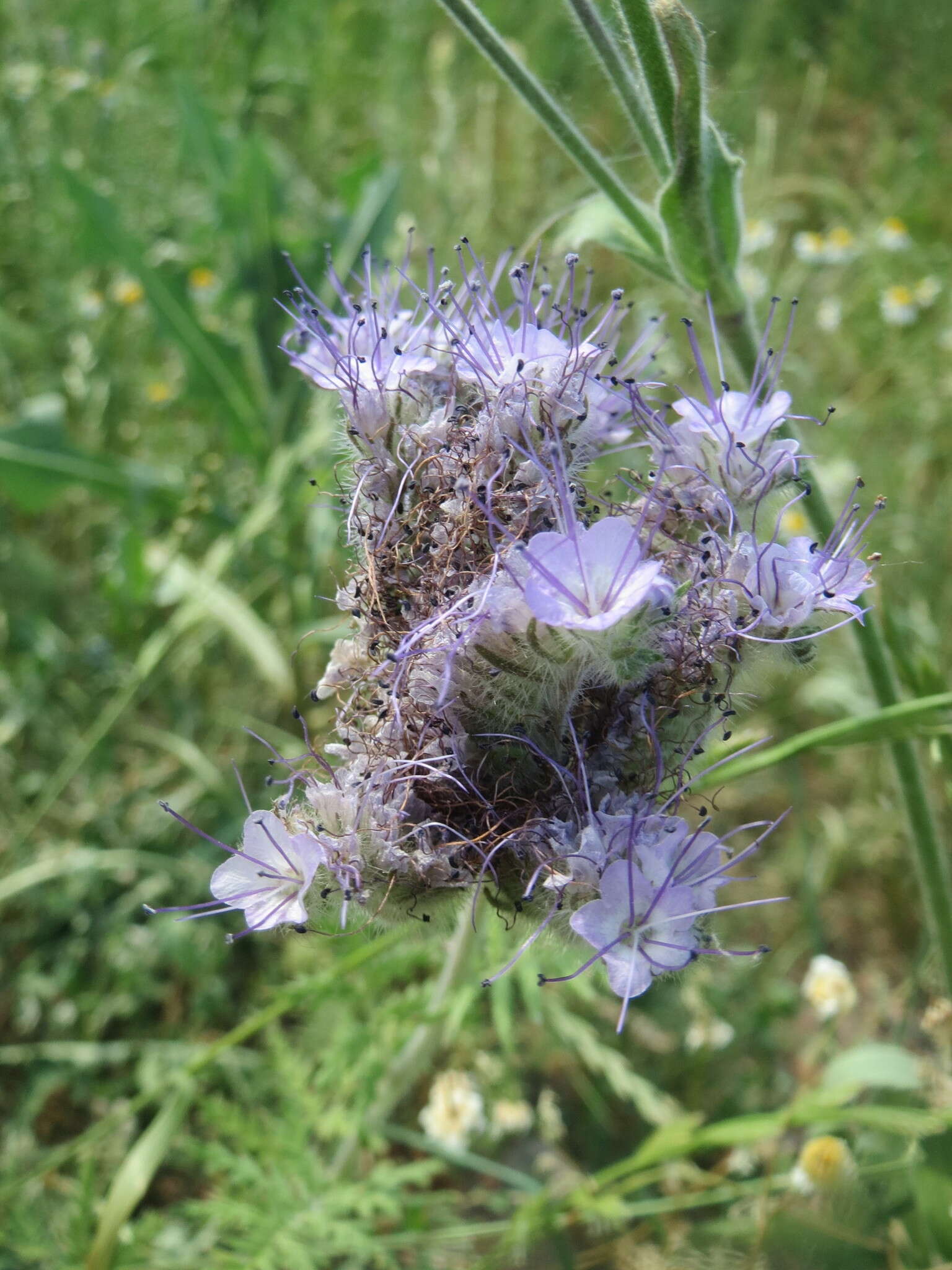 Image de Phacélie à feuilles de tanaisie