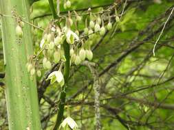 Furcraea guatemalensis Trel.的圖片