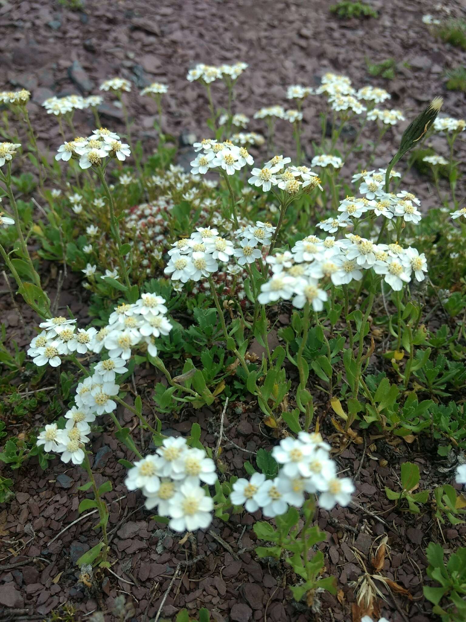 Achillea erba-rotta subsp. erba-rotta resmi