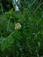 Imagem de Vicia hybrida L.