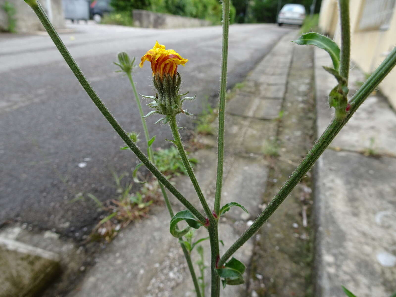 Image of hawkweed oxtongue