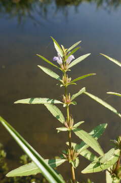 Image of Hygrophila ringens (L.) R. Br.