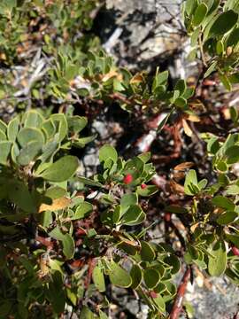 Image of Manzanita Leaf Gall Aphid