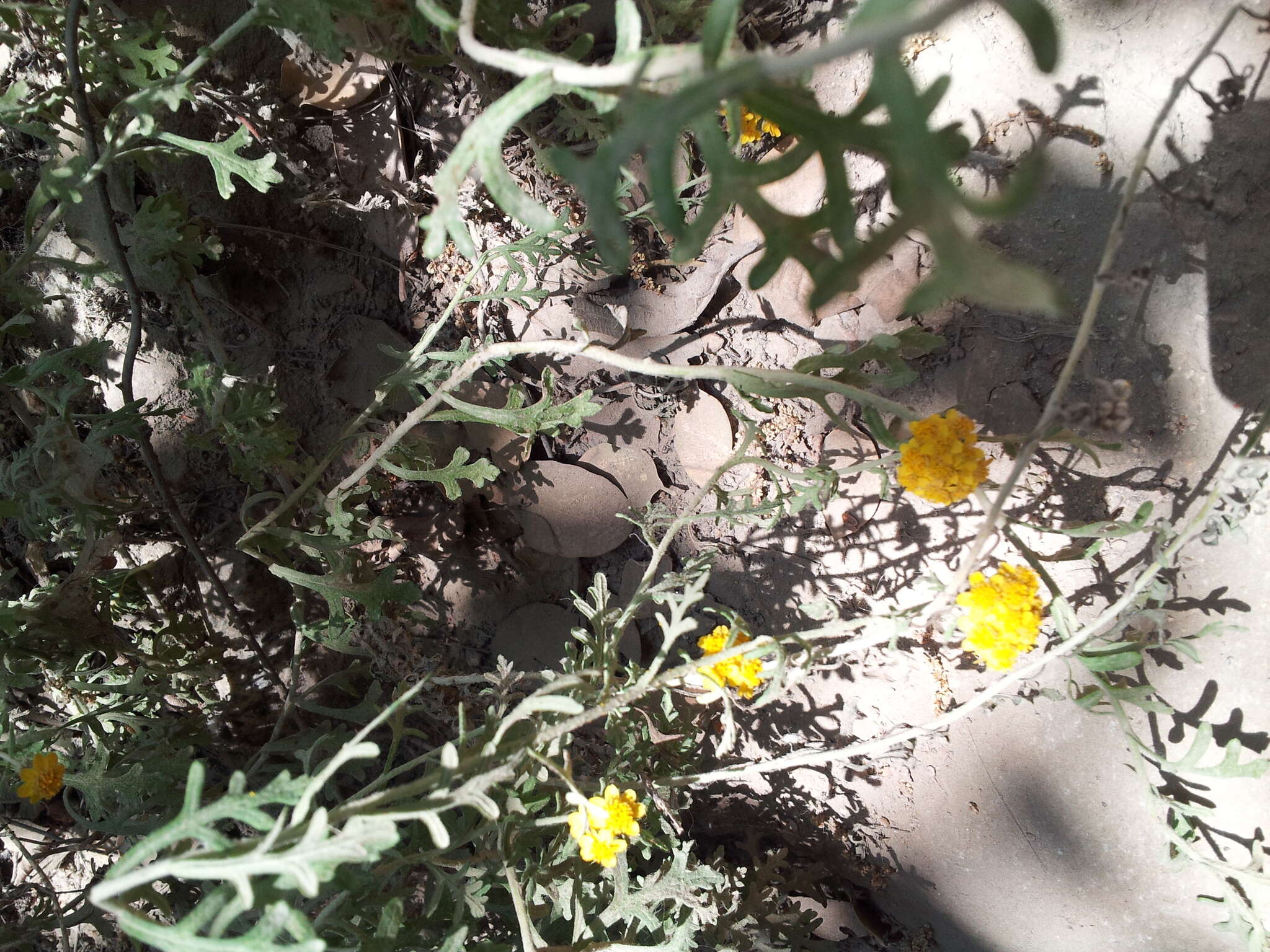 Image of golden-yarrow