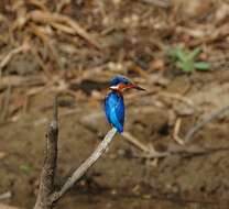 Image of Madagascar Kingfisher