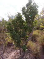 Image of Esenbeckia flava T. S. Brandeg.