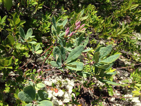 Слика од Rhododendron canadense (L.) Britton, Stern & Pogg.