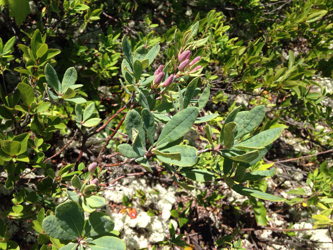 Слика од Rhododendron canadense (L.) Britton, Stern & Pogg.