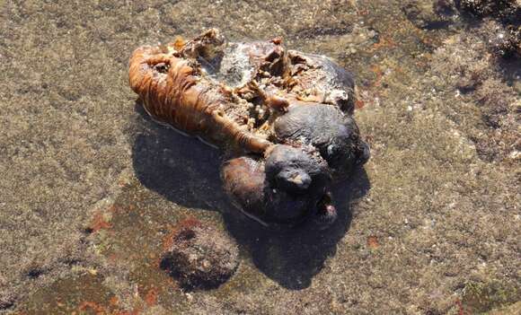 Image of Cunjevoi sea squirt