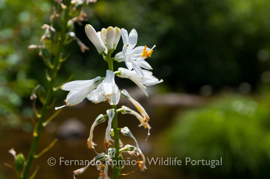 Image of Paradisea lusitanica (Cout.) Samp.