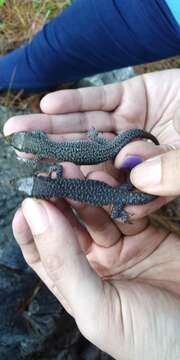 Image of Gaige's Tropical Night Lizard