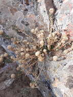 Image de Jasione crispa subsp. tomentosa (A. DC.) Rivas Mart.