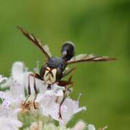 Image of Physocephala furcillata (Williston 1882)