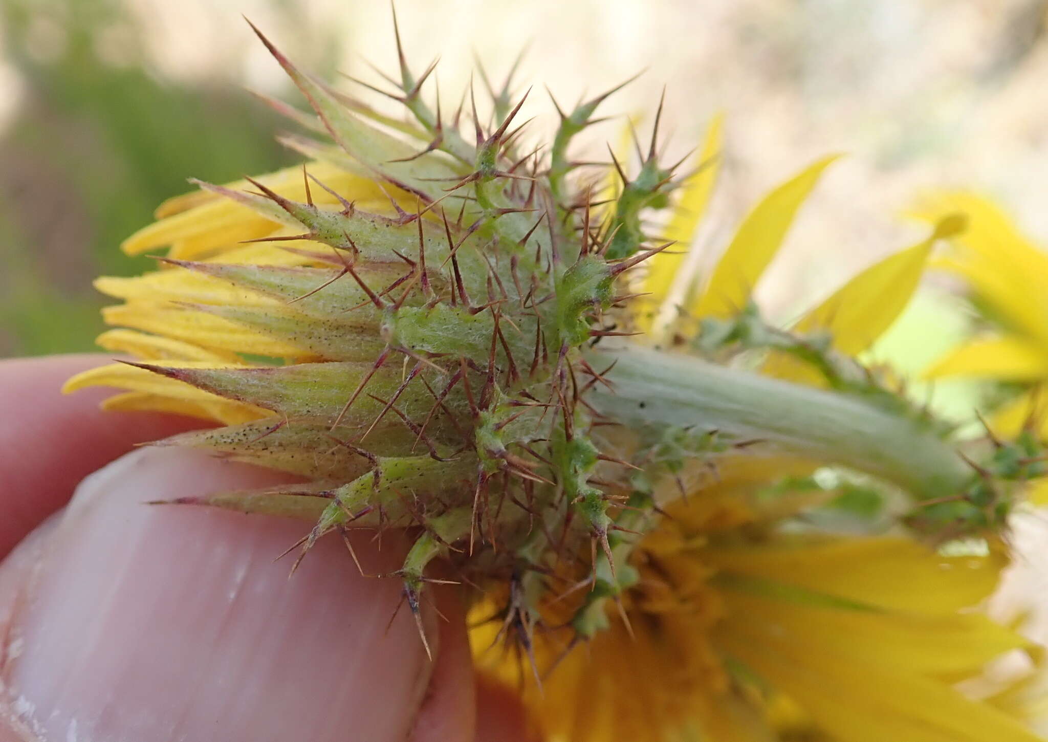 Sivun Berkheya rhapontica (DC.) Hutch. & Burtt Davy kuva