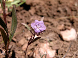 Image of Transverse Range phacelia